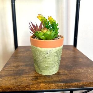 Colorful Succulent in Green and Terracotta Pot